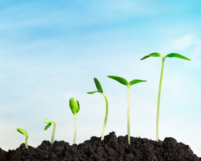 生物有机肥：绿色种植的新选择