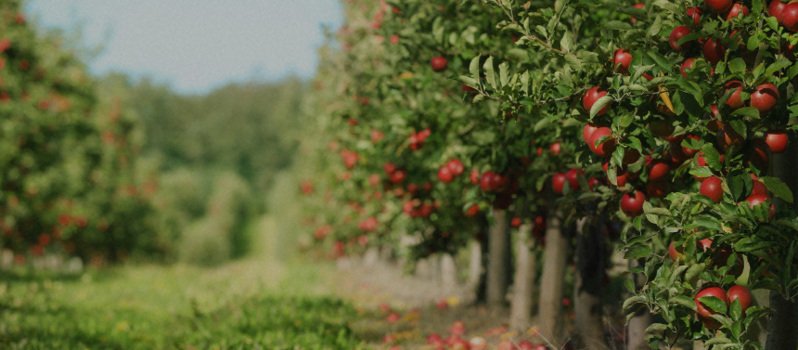 果树下的新力量——碱性土壤修复菌剂促进果树健康生长