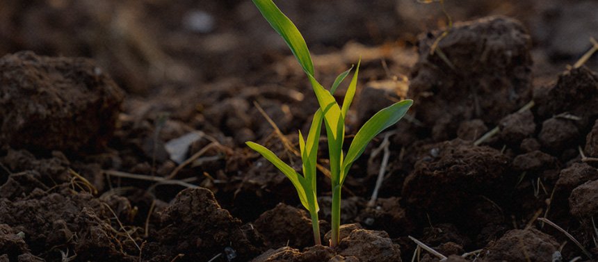 蔬菜园中的新伙伴——碱性土壤修复菌剂助力蔬菜高产 