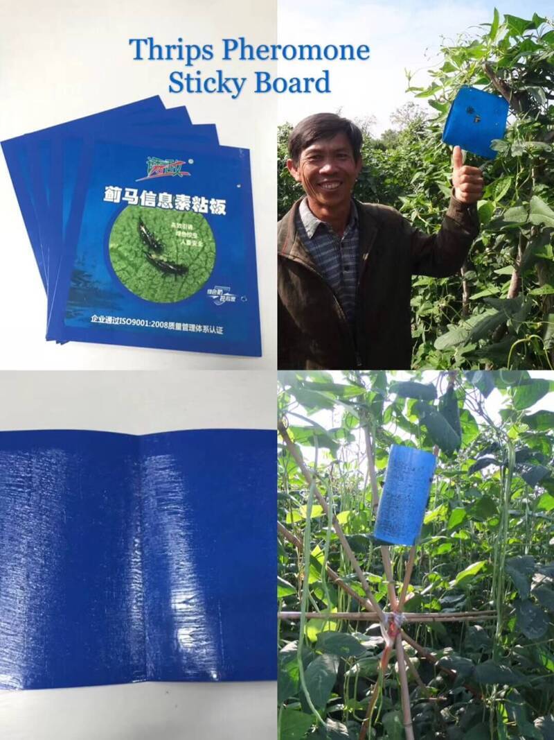 蓟马信息素粘板